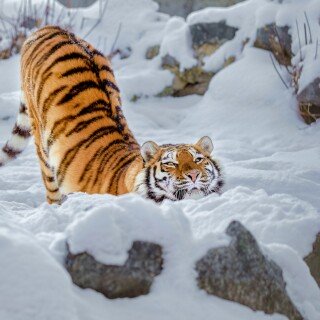 cats1_1254