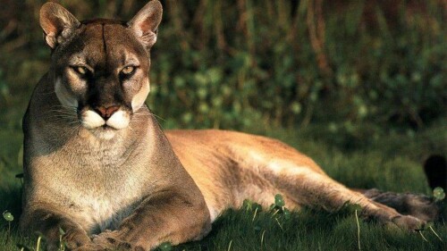 cats1 1257
