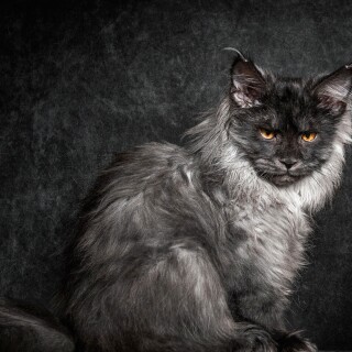 cats1_1260