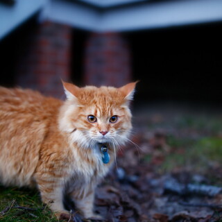 cats1_1261
