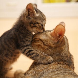 cats2_0006