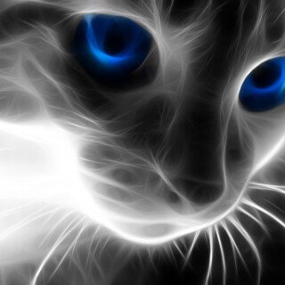 cats2_0010