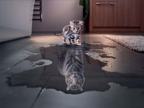 cats2 0017