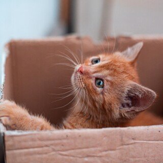 cats2_0027