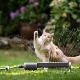 cats2_0058