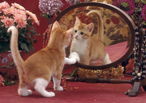 cats2 0059