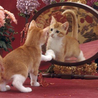 cats2_0059