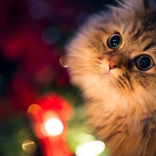 cats2_0067