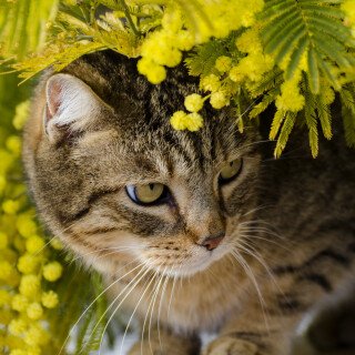 cats2_0075