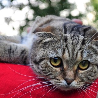 cats2_0076