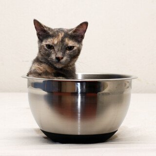 cats2_0079