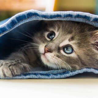 cats2_0082