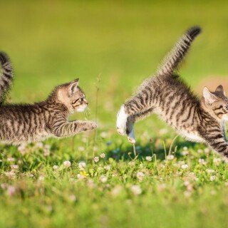 cats2_0086