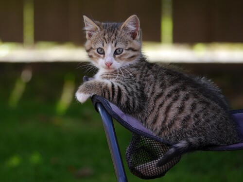 cats2_0088.jpg