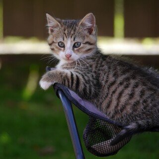 cats2_0088