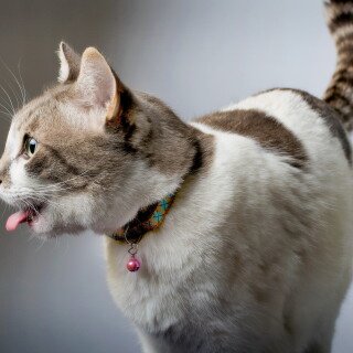 cats2_0090