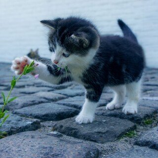 cats2_0091