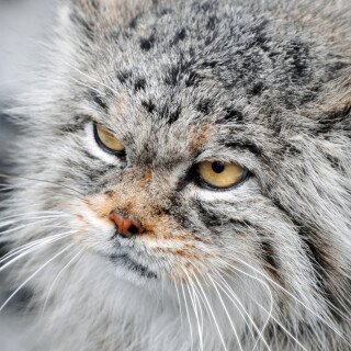 cats2_0100