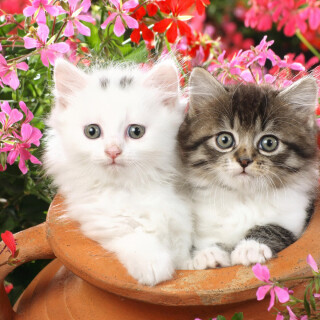 cats2_0101