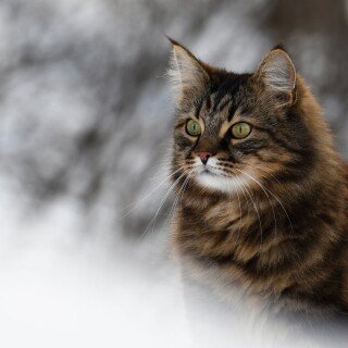 cats2_0103