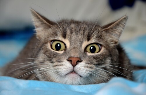 cats2 0112