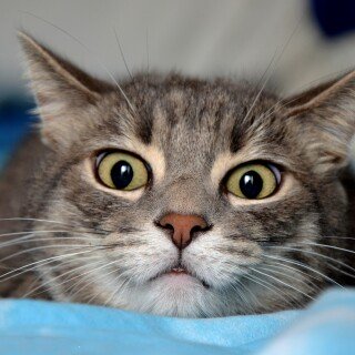 cats2_0112