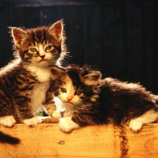 cats2_0115