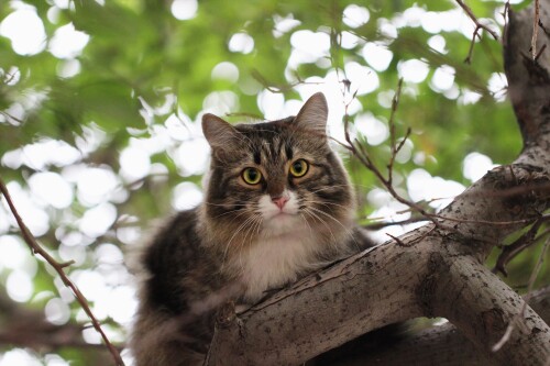 cats2 0118