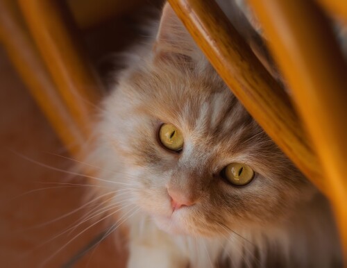 cats2 0120