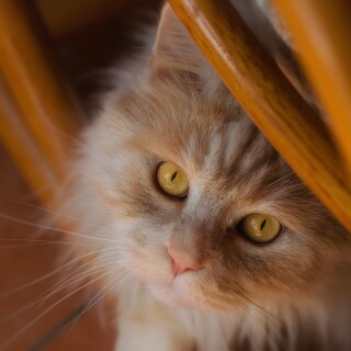 cats2_0120