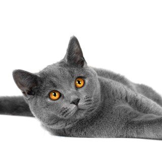 cats2_0126
