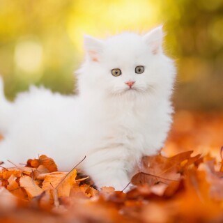 cats2_0127
