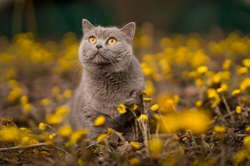 cats2 0133