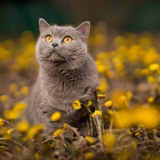 cats2_0133