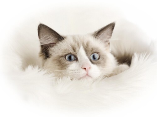 cats2 0136
