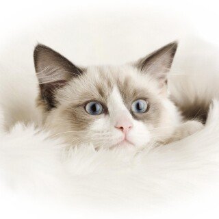 cats2_0136