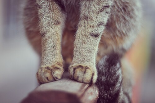 cats2 0137