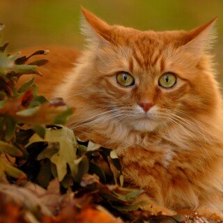 cats2_0141