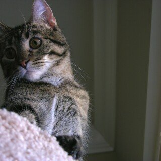 cats2_0145
