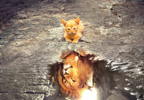 cats2 0146
