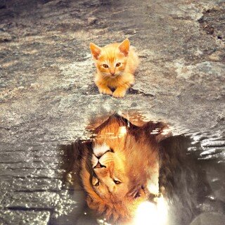 cats2_0146