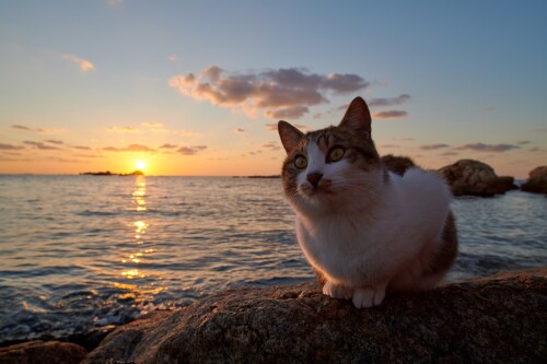 cats2 0148