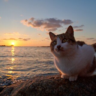 cats2_0148