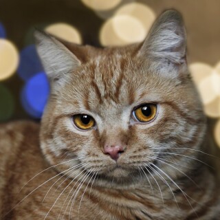 cats2_0151