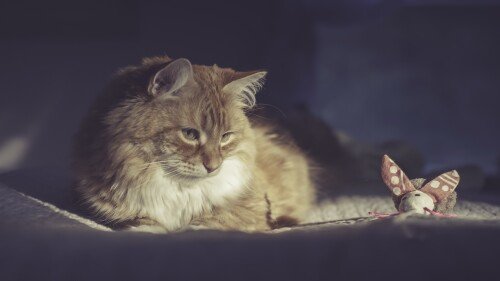 cats2 0169