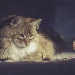 cats2_0169