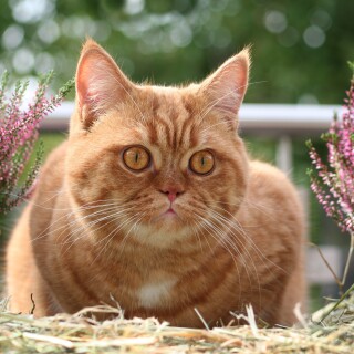 cats2_0174