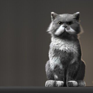 cats2_0177