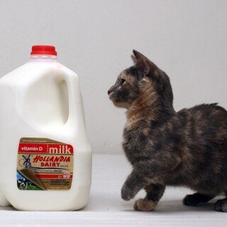 cats2_0183