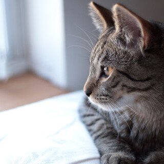 cats2_0184